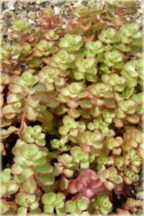 Rozchodnik kaukaski różowo-purpurowy Sedum spurium