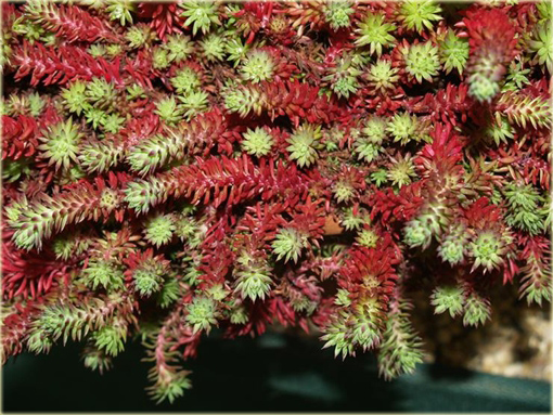 Rozchodnik ościsty Red Form Sedum reflexum Red Form