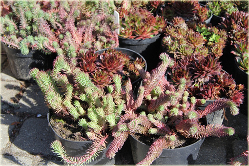 Rozchodnik ościsty Red Form Sedum reflexum Red Form