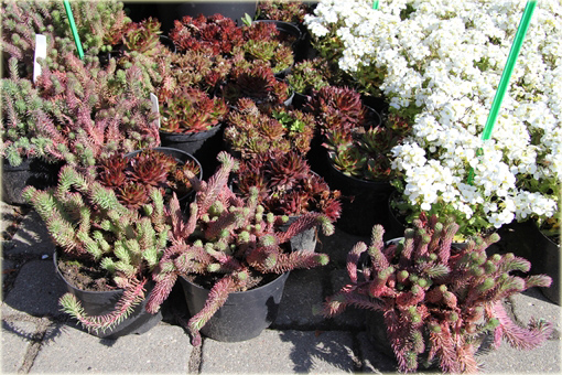 Rozchodnik ościsty Red Form Sedum reflexum Red Form
