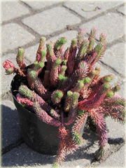 Rozchodnik ościsty Red Form Sedum reflexum Red Form 