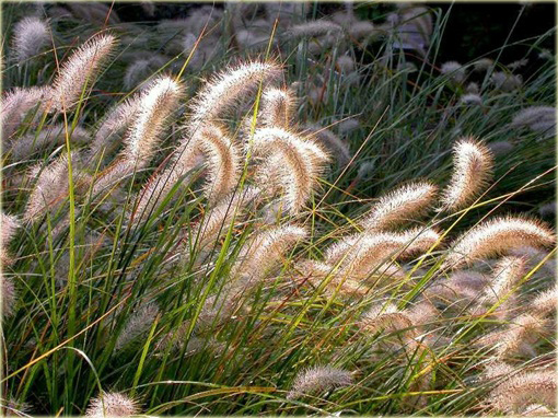 Rozplenica japońska Pennisetum alopecuroides