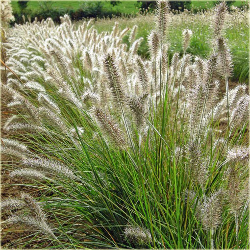 Rozplenica japońska Pennisetum alopecuroides