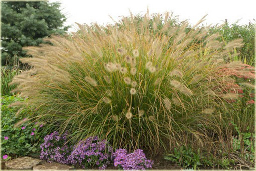 Rozplenica japońska Pennisetum alopecuroides