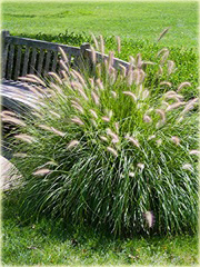 Rozplenica japońska Pennisetum alopecuroides