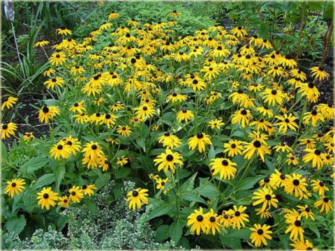 Rudbekia okazała żółta Rudbeckia speciosa