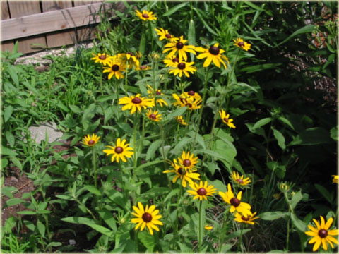 Rudbekia okazała żółta Rudbeckia speciosa