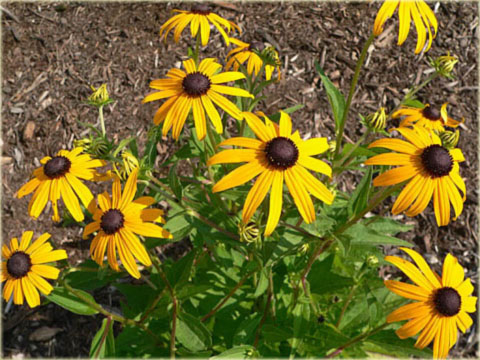 Rudbekia okazała żółta Rudbeckia speciosa