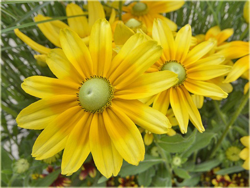 Rudbekia owłosiona Prairie Sun Rudbeckia hirta