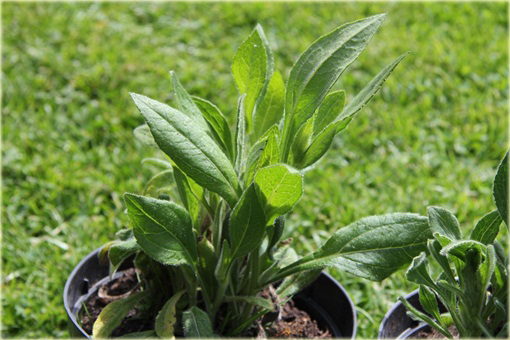 Rudbekia owłosiona Prairie Sun Rudbeckia hirta