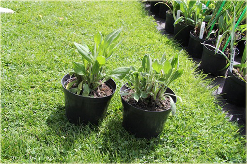 Rudbekia owłosiona Prairie Sun Rudbeckia hirta