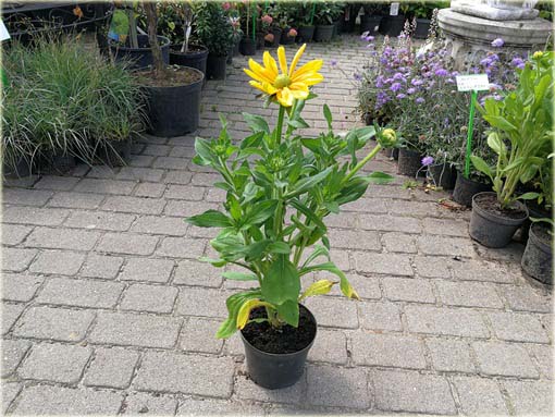Rudbekia owłosiona Prairie Sun Rudbeckia hirta