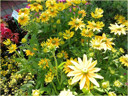 Rudbekia owłosiona Prairie Sun Rudbeckia hirta
