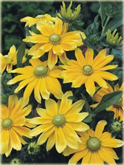 Rudbekia owłosiona Prairie Sun Rudbeckia hirta