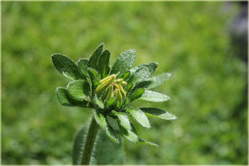 Rudbekia Summerina Yellow Rudbeckia