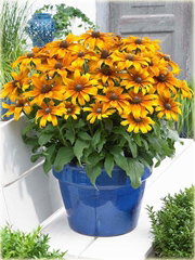 Rudbekia Summerina Yellow Rudbeckia