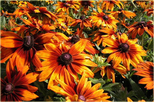 Rudbiekia owłosiona Capuccino Rudbeckia hirta