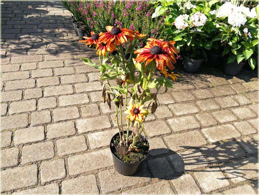 Rudbiekia owłosiona Capuccino Rudbeckia hirta