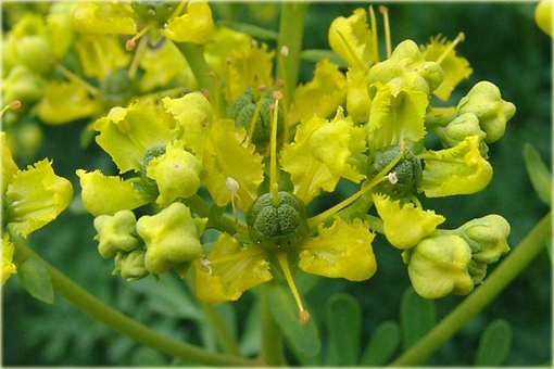 Ruta zwyczajna Ruta graveolens