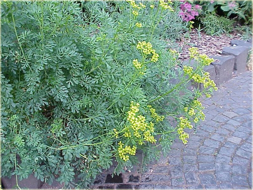 Ruta zwyczajna Ruta graveolens