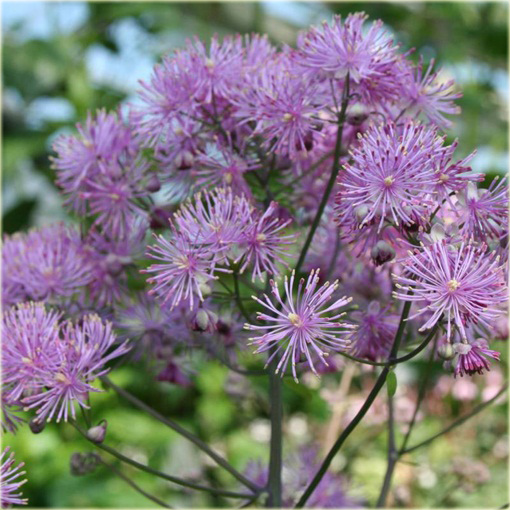 Rutewka orlikolistna Black Stockings Thalictrum aquilegifolium