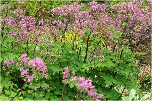 Rutewka orlikolistna Black Stockings Thalictrum aquilegifolium