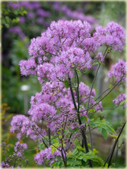 Rutewka orlikolistna Black Stockings Thalictrum aquilegifolium