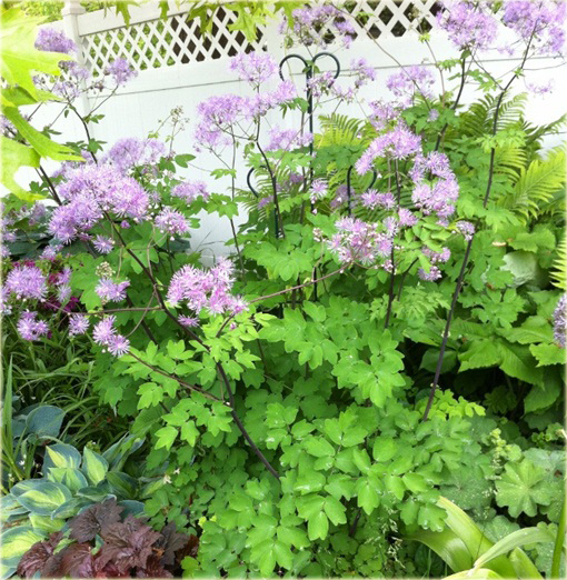 Rutewka orlikolistna Thalictrum aquilegifolium