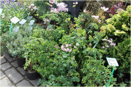 Rutewka orlikolistna Thalictrum aquilegifolium