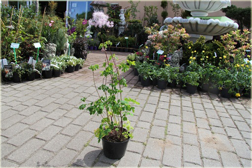 Rutewka orlikolistna Thalictrum aquilegifolium