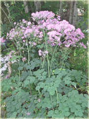 Rutewka orlikolistna Thalictrum aquilegifolium