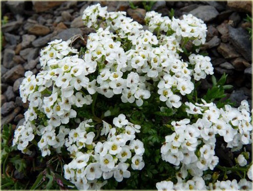 Rzeżuszka biała Hornungia alpina