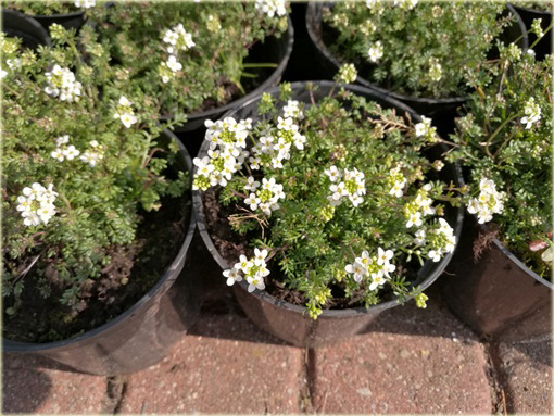 Rzeżuszka biała Hornungia alpina