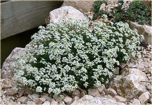 Rzeżuszka biała Hornungia alpina