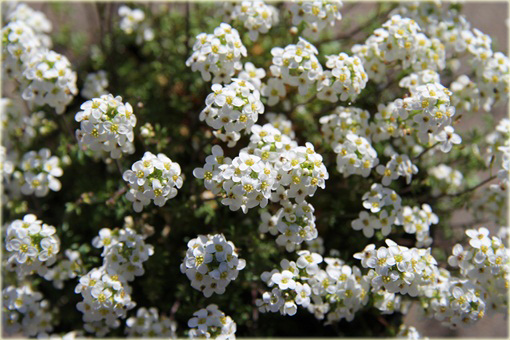 Rzeżuszka biała Hornungia alpina