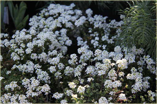 Rzeżuszka biała Hornungia alpina