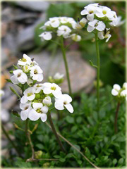 Rzeżuszka biała Hornungia alpina