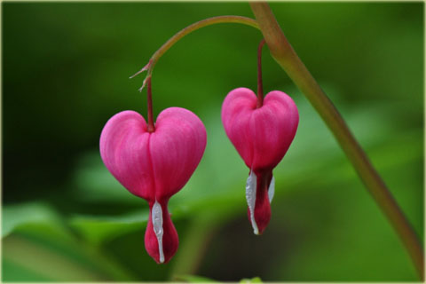 Serduszka okazała Valentine czerwony Dicentra Valentine