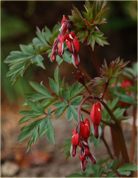 Serduszka okazała Valentine czerwony Dicentra Valentine