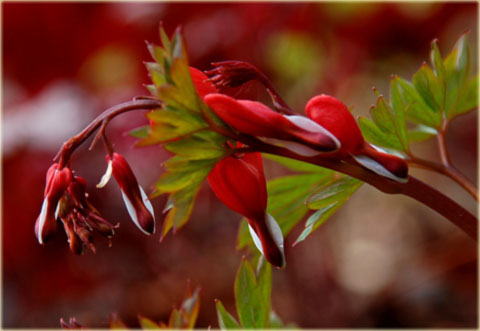 Serduszka okazała Valentine czerwony Dicentra Valentine