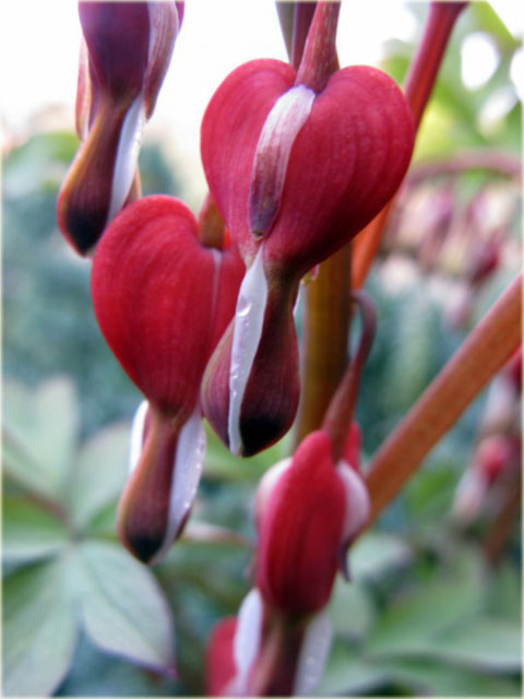 Serduszka okazała Valentine czerwony Dicentra Valentine