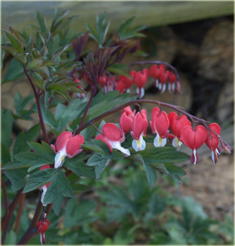 Serduszka okazała Valentine czerwony Dicentra Valentine