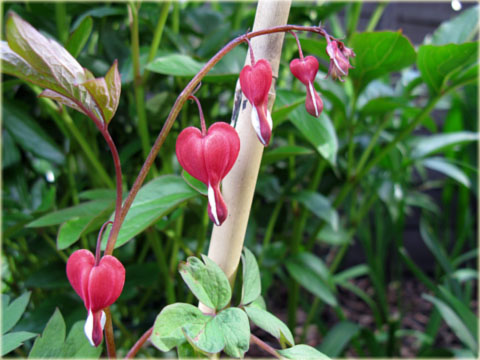 Serduszka okazała Valentine czerwony Dicentra Valentine