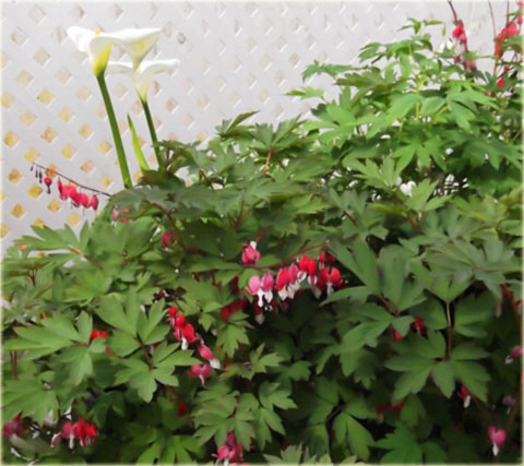 Serduszka okazała Valentine czerwony Dicentra Valentine