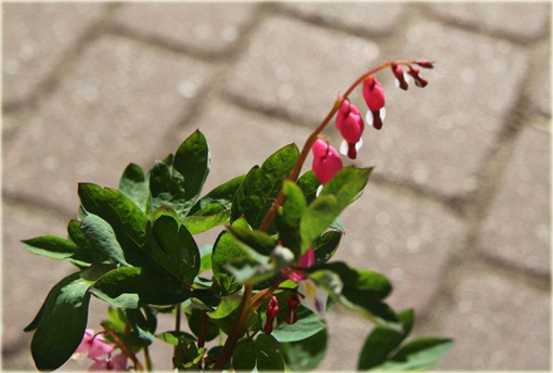 Serduszka okazała Valentine czerwony Dicentra Valentine