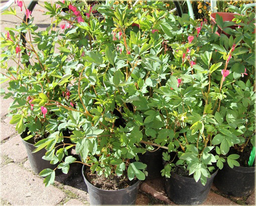 Serduszka okazała Valentine czerwony Dicentra Valentine