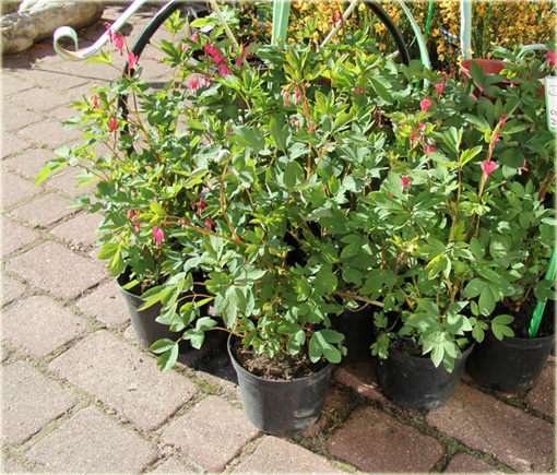 Serduszka okazała Valentine czerwony Dicentra Valentine