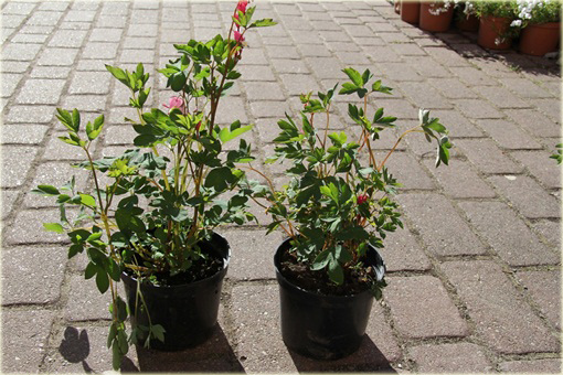 Serduszka okazała Valentine czerwony Dicentra Valentine