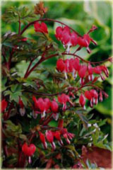 Serduszka okazała Valentine czerwony Dicentra Valentine