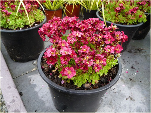 Skalnica Arendsa Harder Zwerg Saxifraga x arendsii